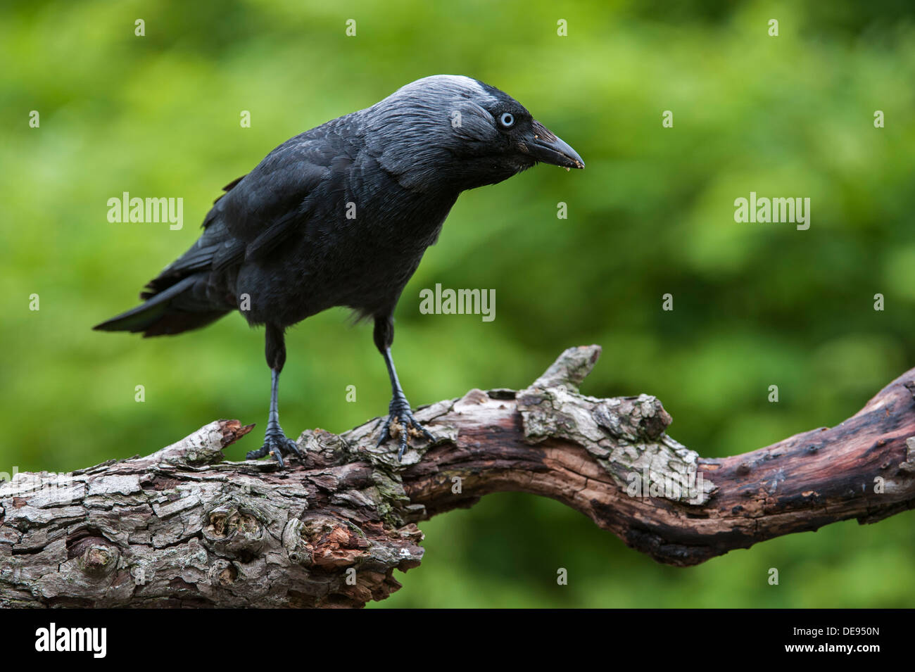 Western European Jackdaw (Corvus monedula / Coloeus monedula) in forward threat posture, holding its body horizontally on branch Stock Photo