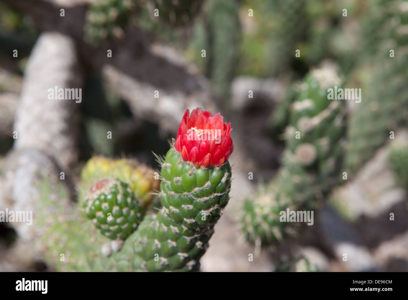 Flora of Lanzarote Stock Photo