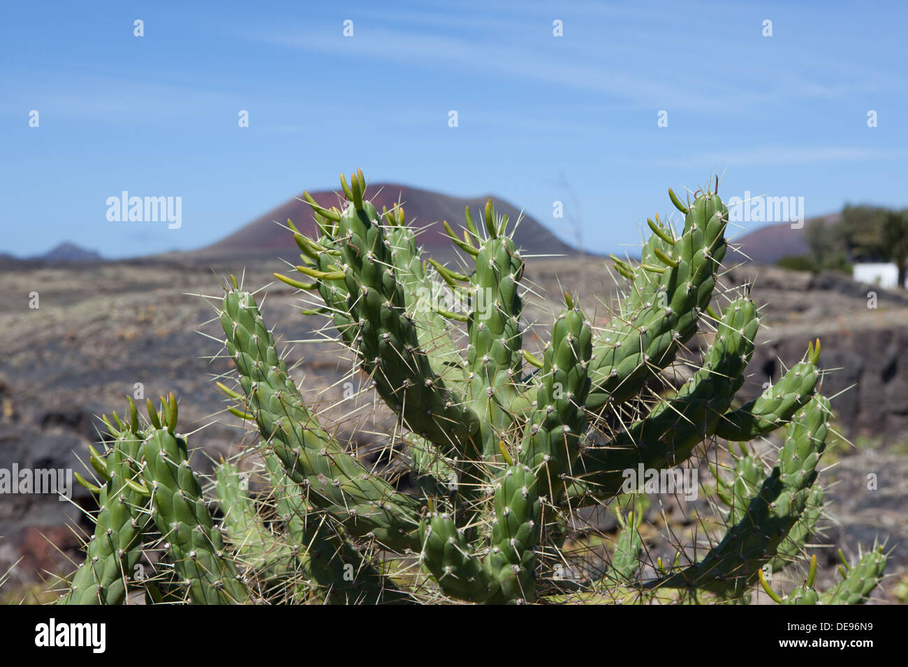 The picture belongs to a series of pictures from the holiday island of Lanzarote Stock Photo