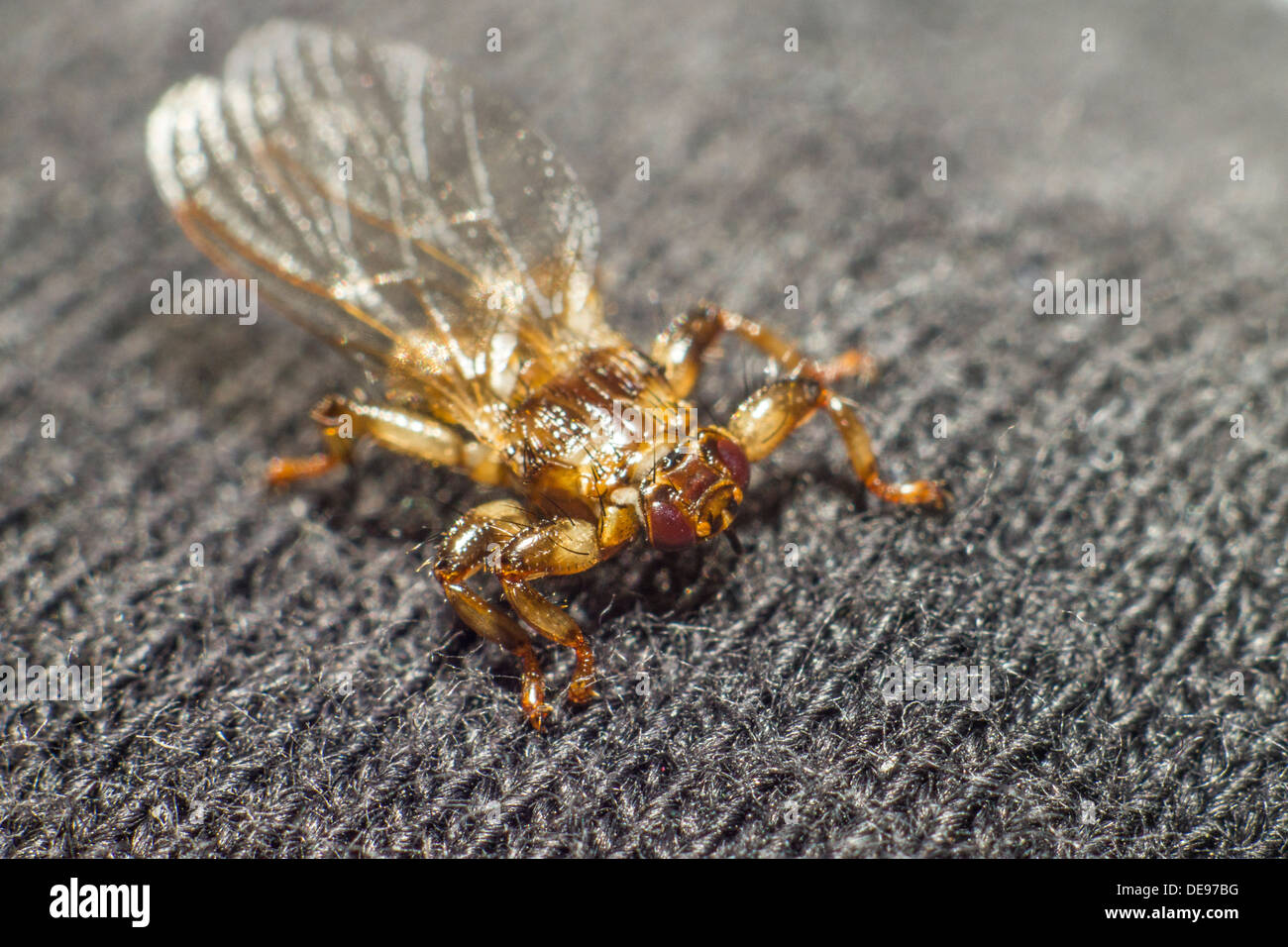 The deer ked (Lipoptena cervi) Stock Photo