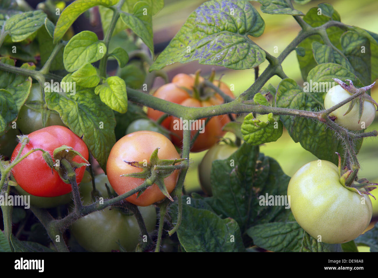 Tomatoes ripening on the vine Stock Photo Alamy