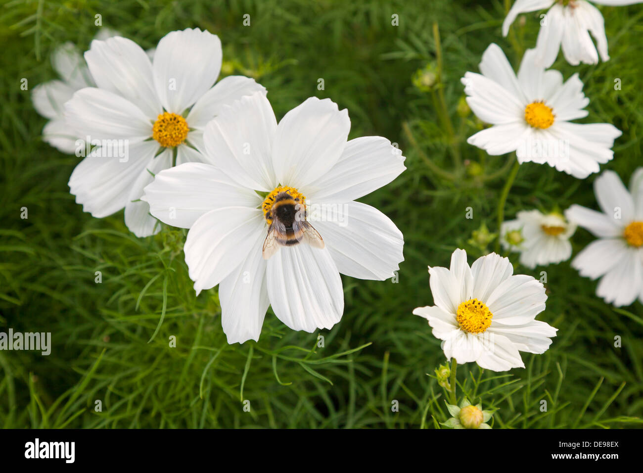 Honey bee, Apis sp. on a white Cosmea flower Stock Photo
