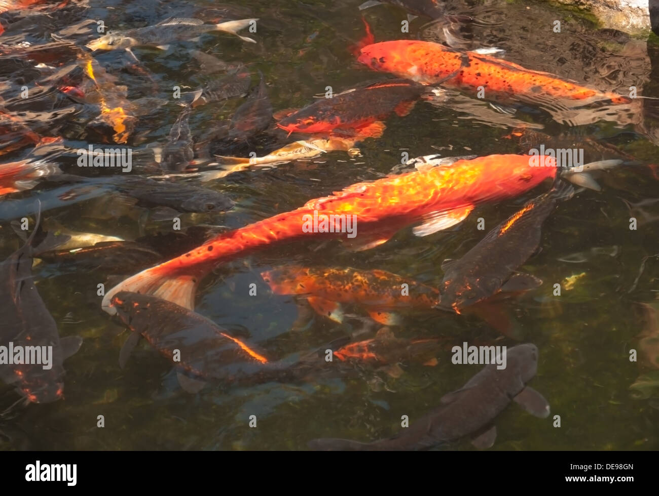 Red carp in a fish pond. Stock Photo