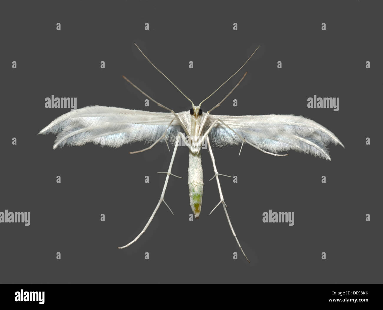 White Plume Moth, Pterophorus pentadactyla, ventral view. Stock Photo