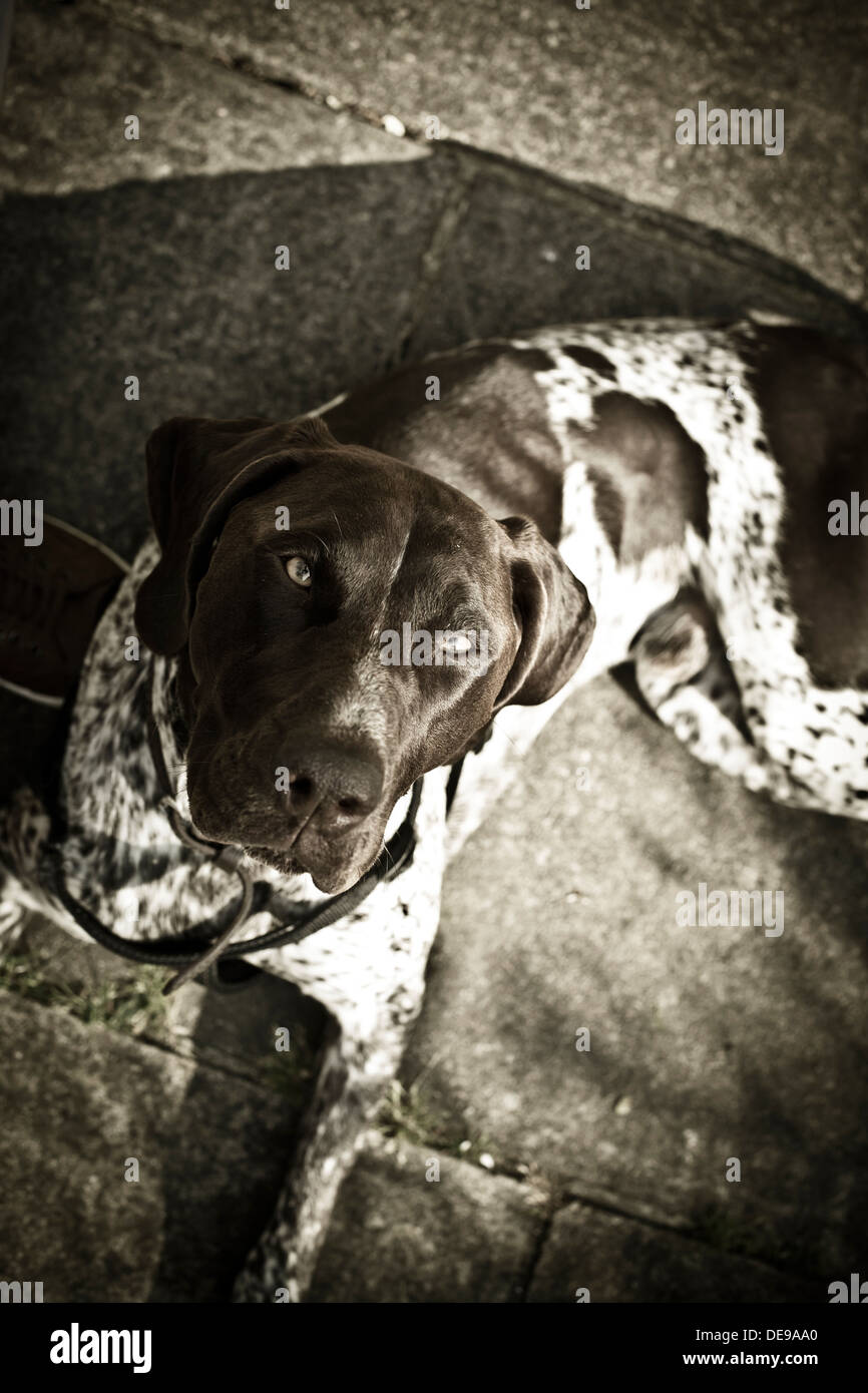 German Short-Haired Pointer Dog Stock Photo