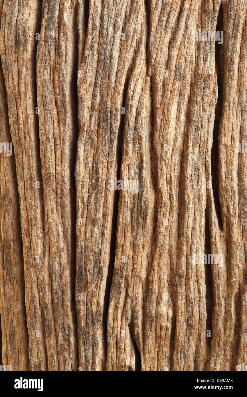 old tree bark background texture Stock Photo - Alamy