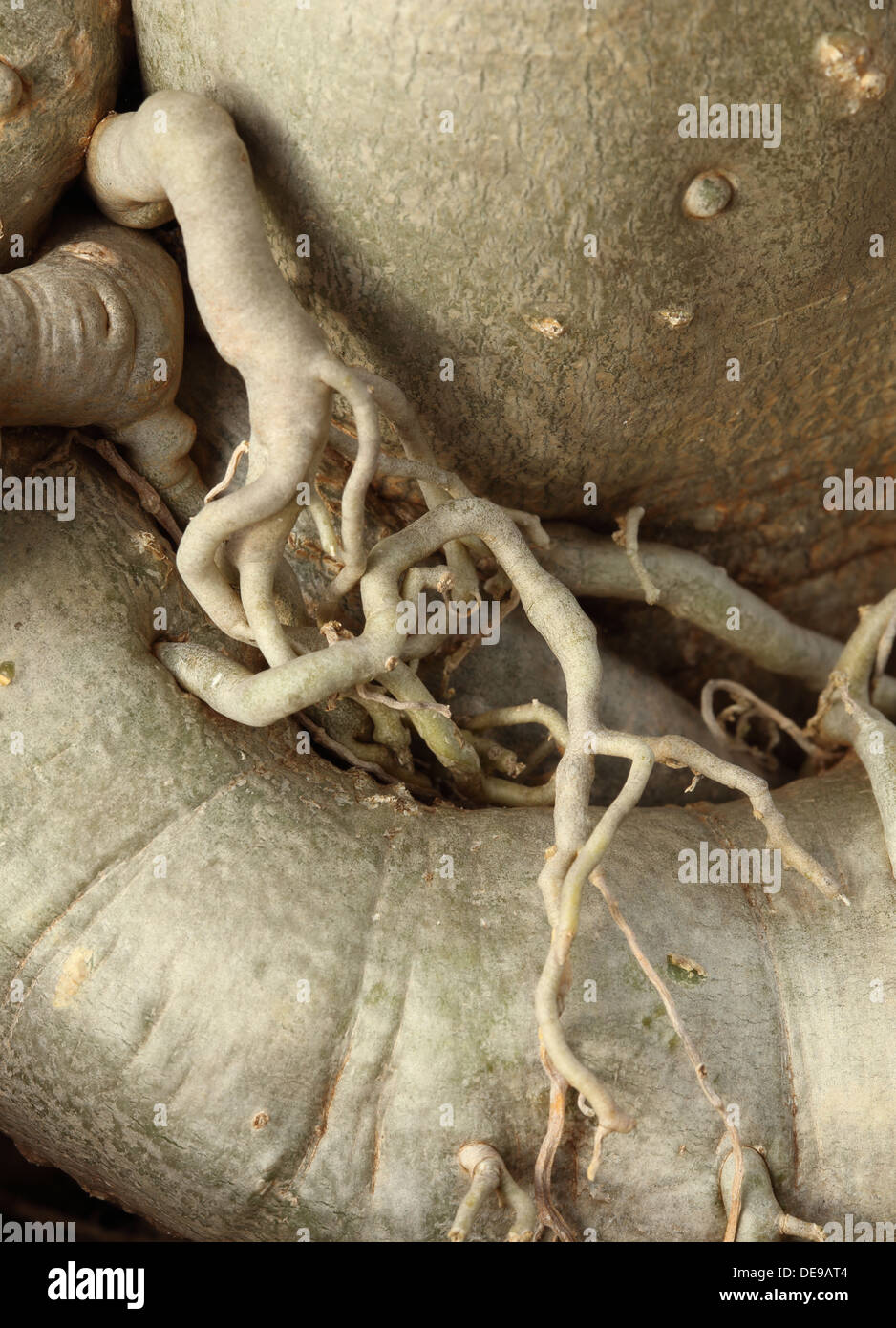 Fig Tree Roots Depth Fig tree roots underground hi-res stock photography and images - Alamy