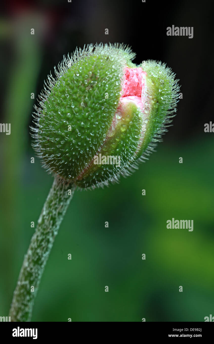 New Pink Poppy Flower Emerging Stock Photo