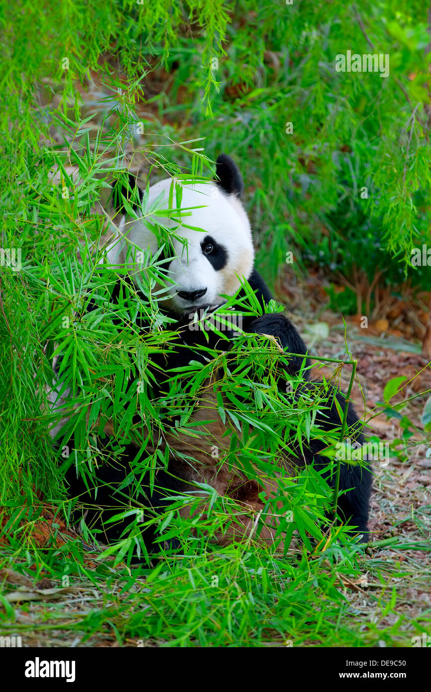 Giant Panda Stock Photo