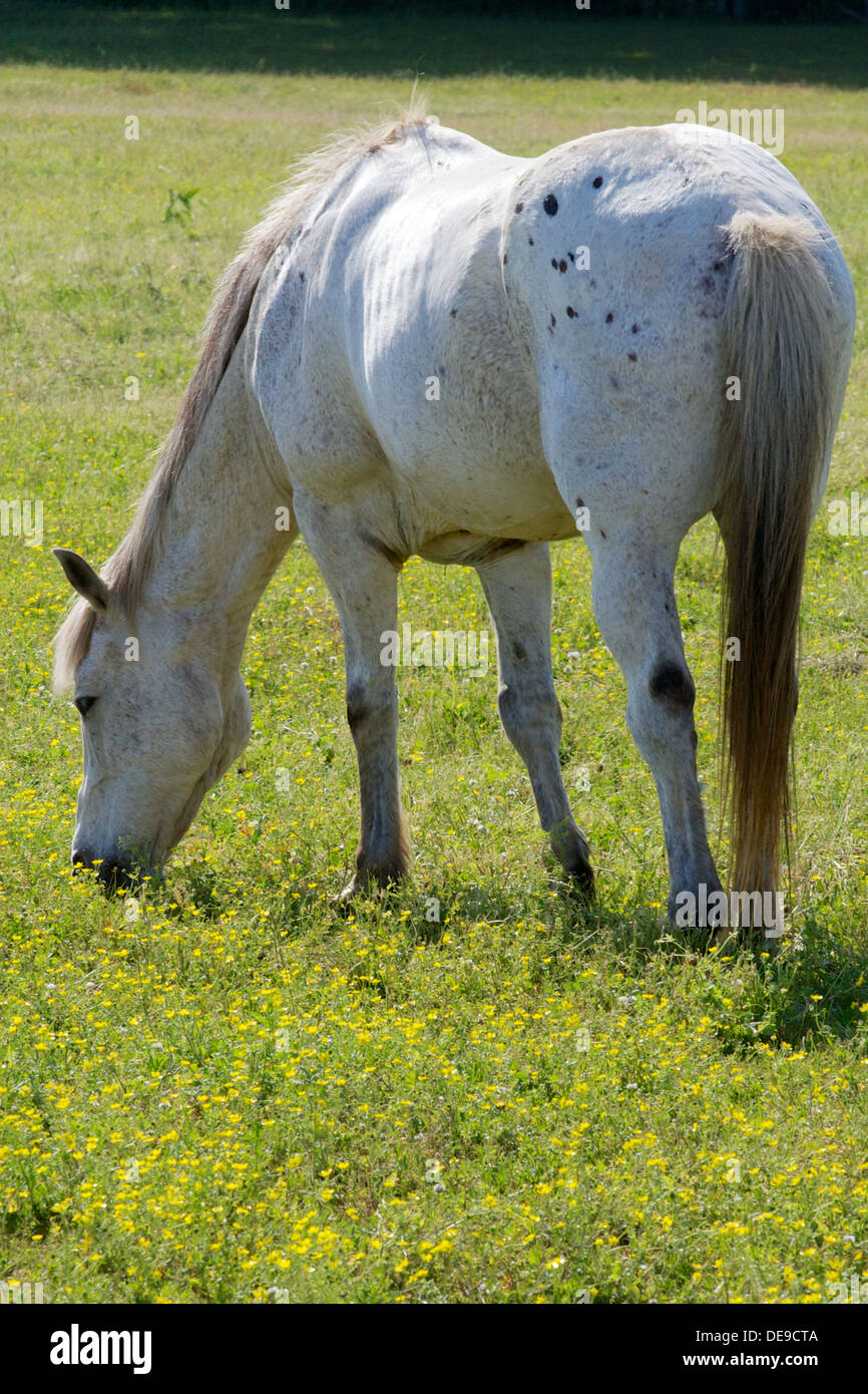 white horse grazing on clover and grass in a field Stock Photo