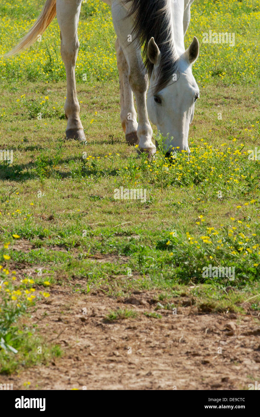 white horse grazing on clover and grass in a field Stock Photo - Alamy