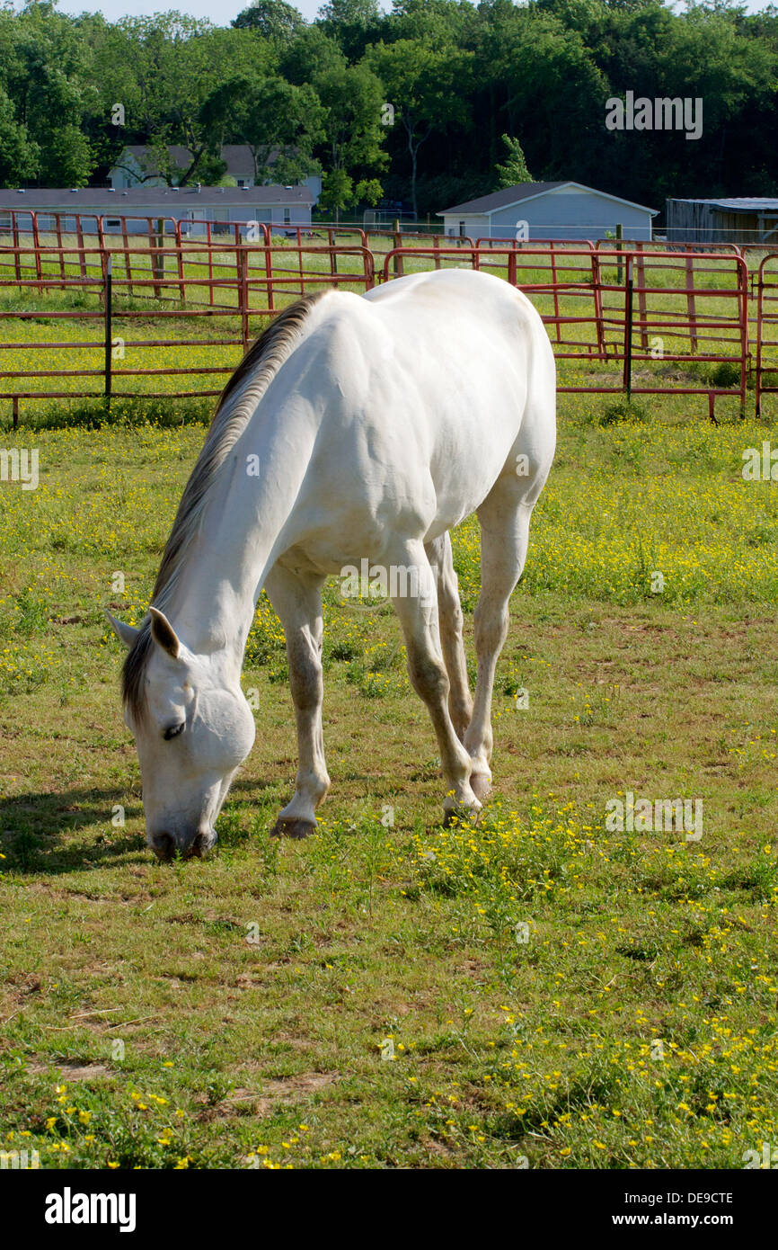 white horse grazing on clover and grass in a field Stock Photo