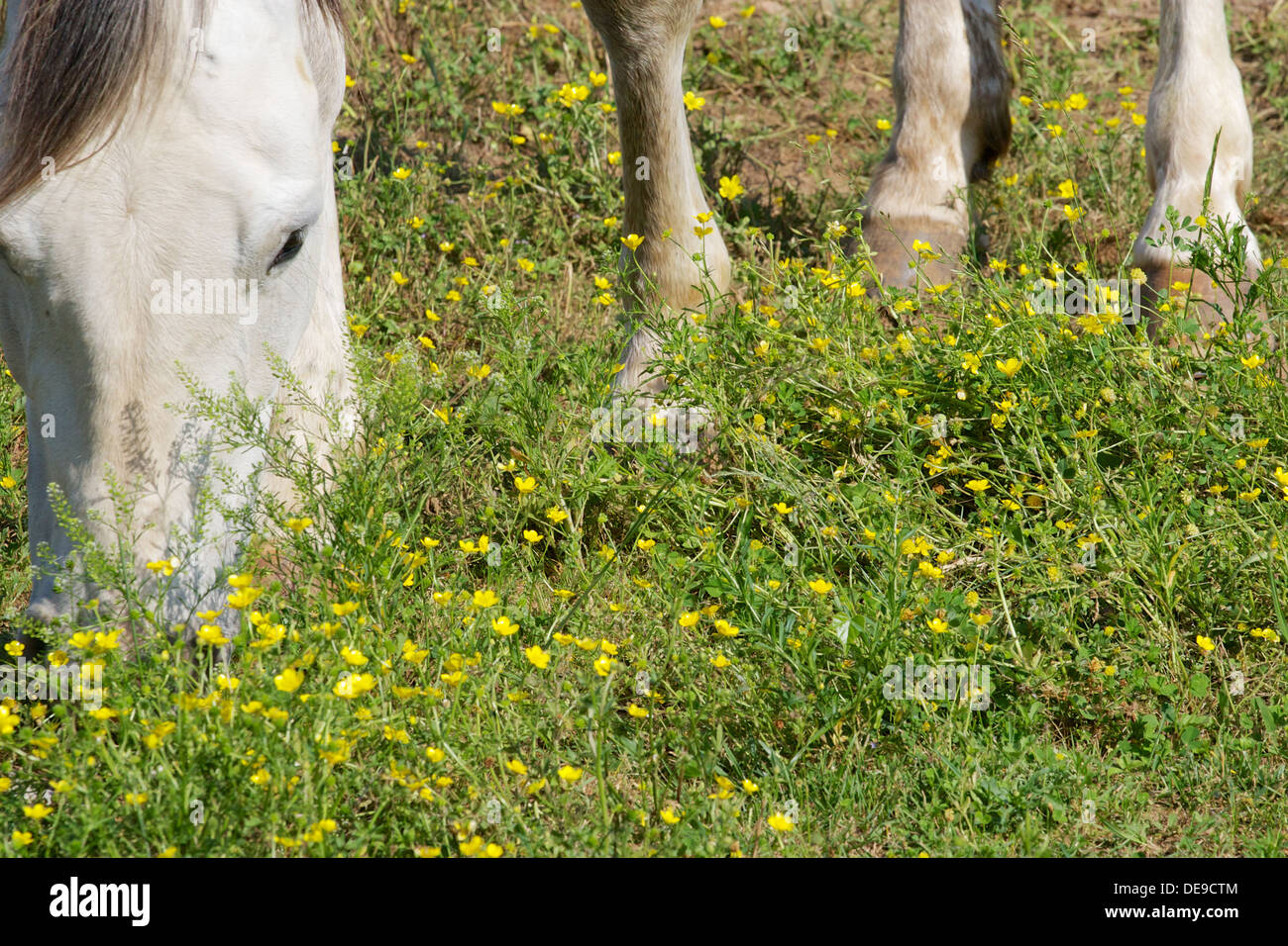 white horse grazing on clover and grass in a field Stock Photo