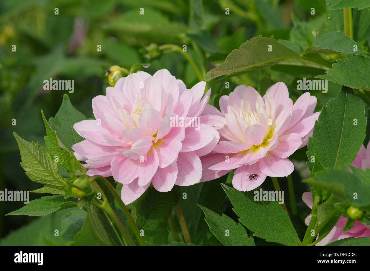 Dahlia - BRACKENRIDGE BALLERINA Stock Photo - Alamy