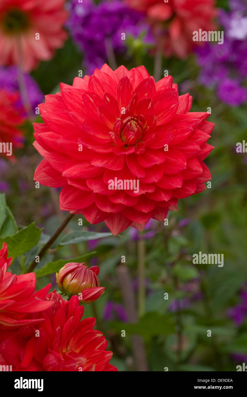Dahlias High Resolution Stock Photography and Images - Alamy