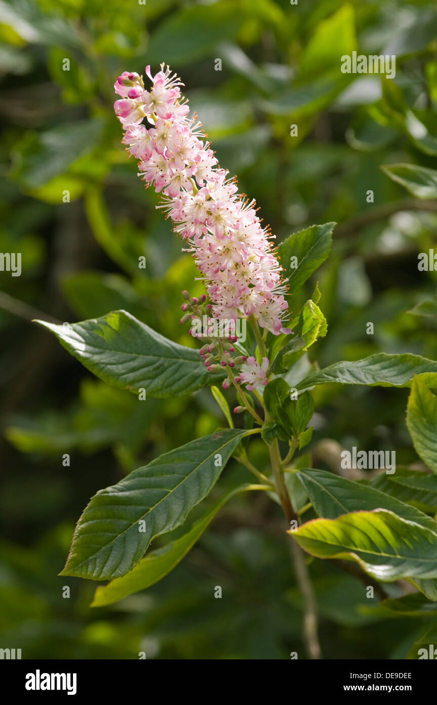 Clethra ainifolia -  ANNE BIDWELL Stock Photo