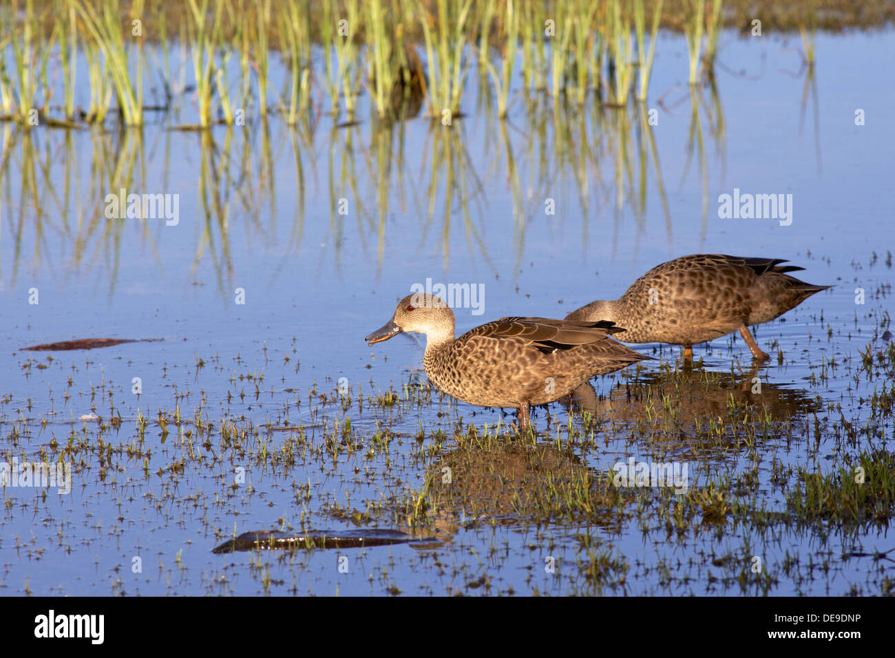 The Grey Teal is a dabbling duck found in open wetlands in New Guinea, Australia, New Zealand, Vanuatu and Solomon Islands. Stock Photo