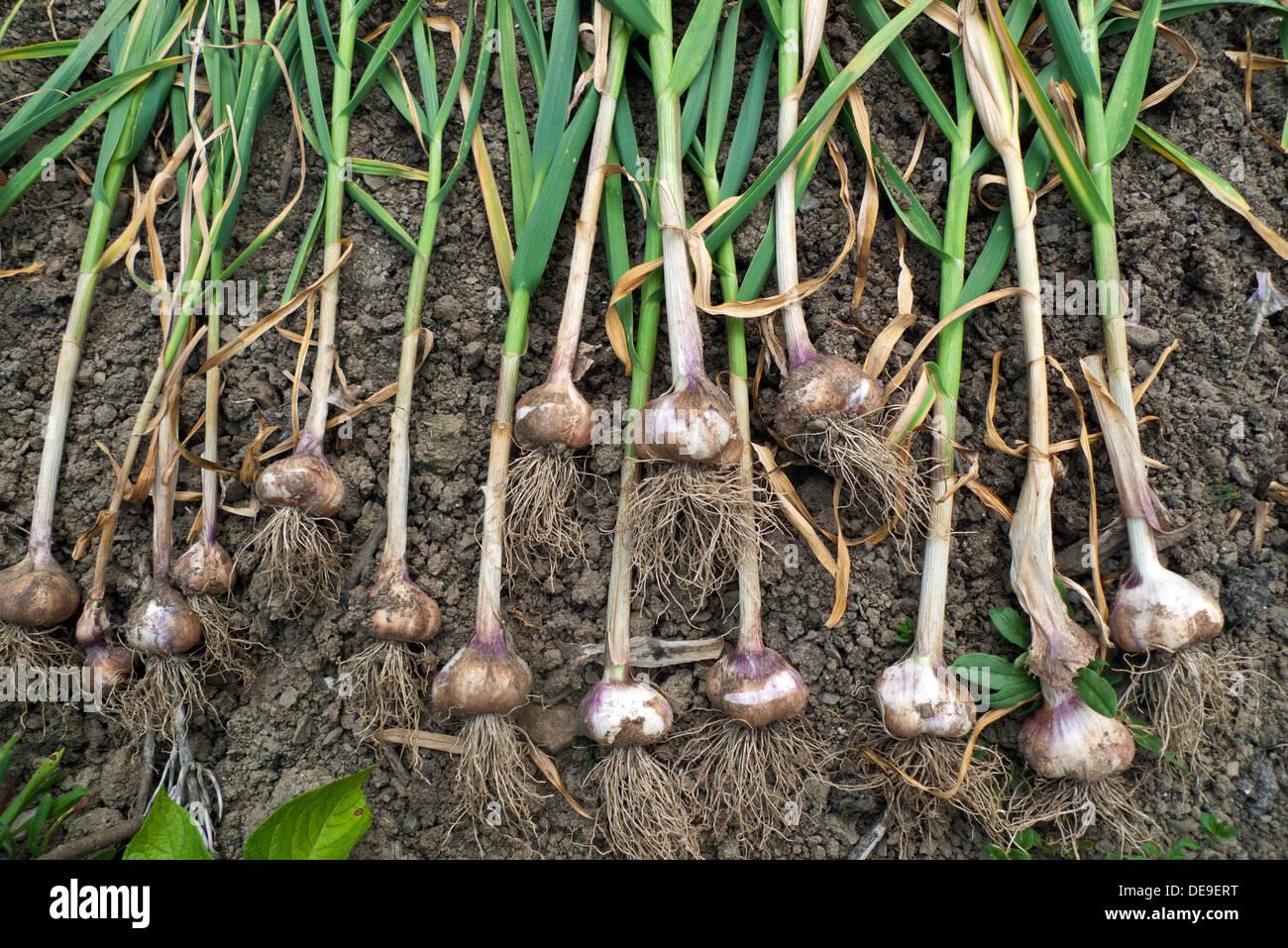 A crop of organic homegrown garlic growing drying outside in the Stock