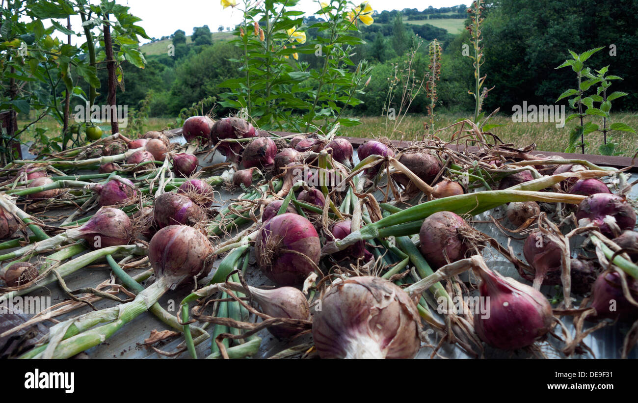 English garden onions hi-res stock photography and images - Alamy