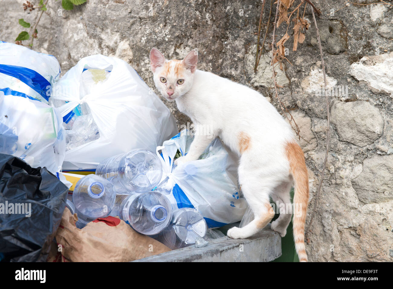 Alley cat hires stock photography and images Alamy