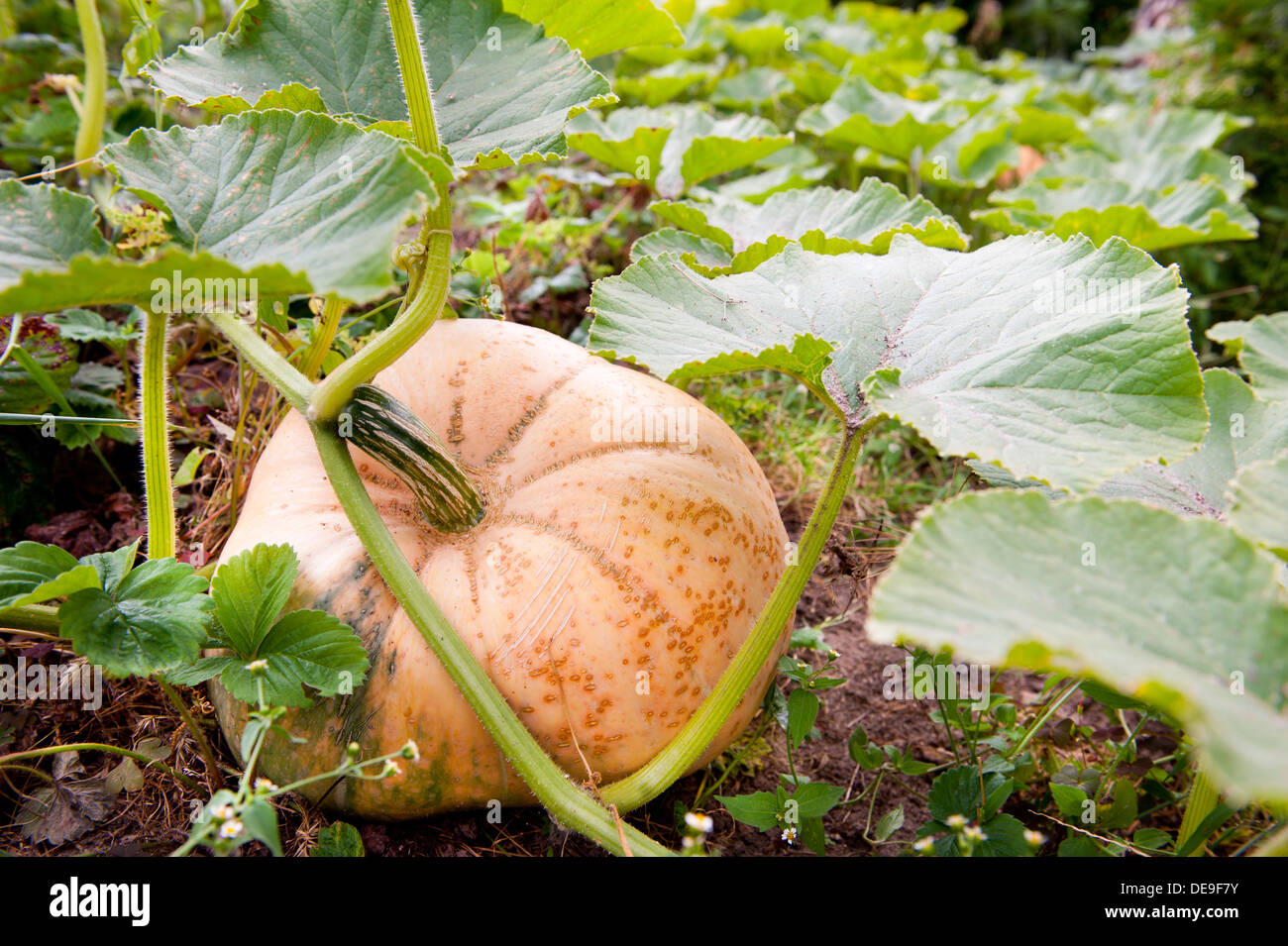 One large pumpkin vegetable grow in ground Stock Photo