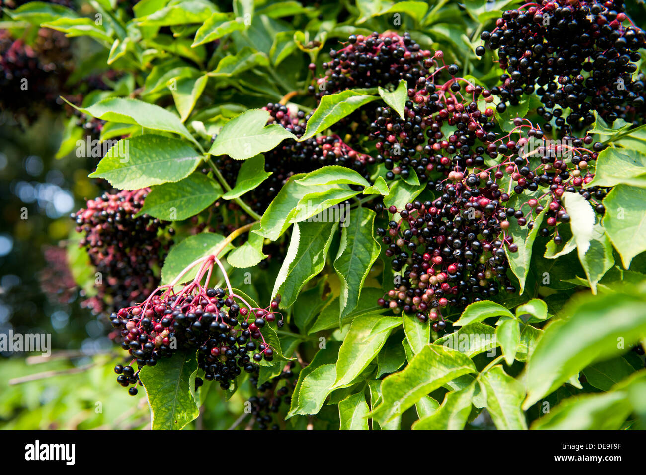 Elderberry fruits fresh clusters on plant Stock Photo Alamy