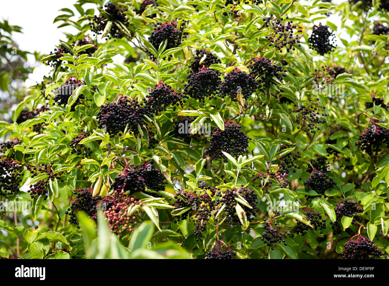 Elderberry fresh fruits clusters on plant Stock Photo Alamy