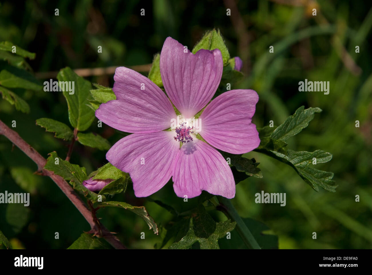 Musk Mallow (Malva moschata) in flower beside an English country road Stock Photo