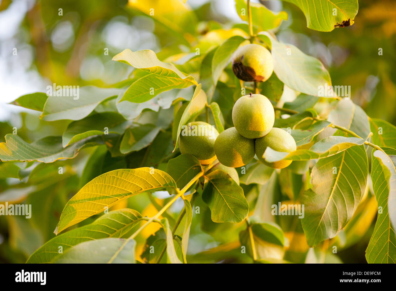 Cluster of fresh ripe walnut fruits sag Stock Photo