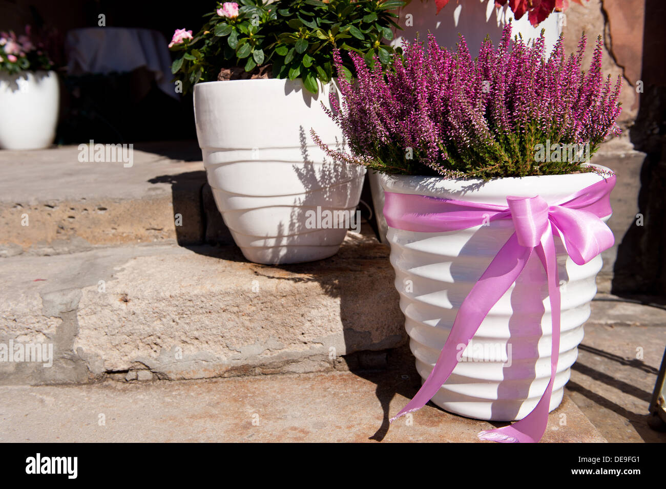 heather or ling plant in white big flowerpot Stock Photo