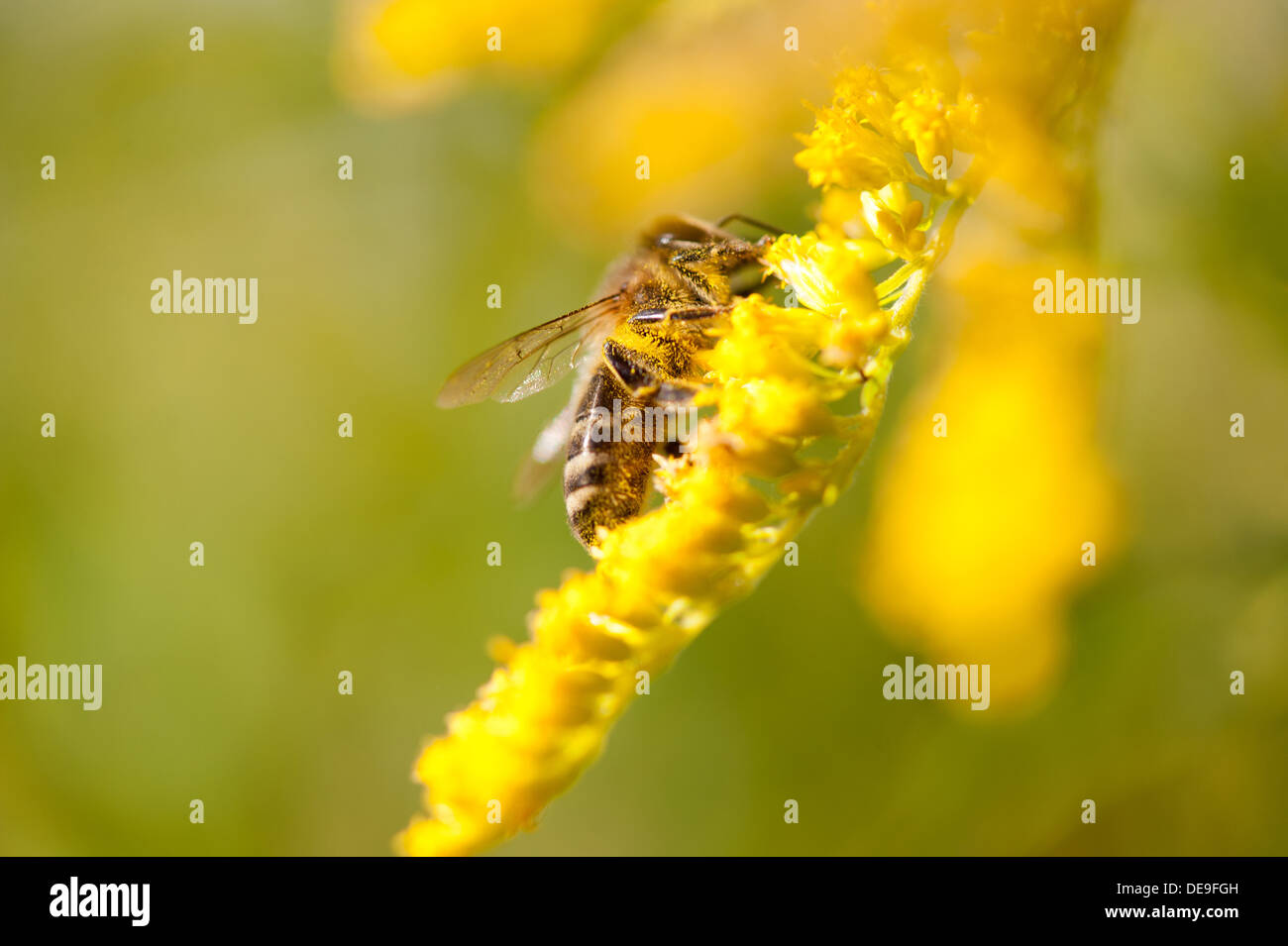 Bee insect on Solidago virgaurea or Goldenrod Stock Photo