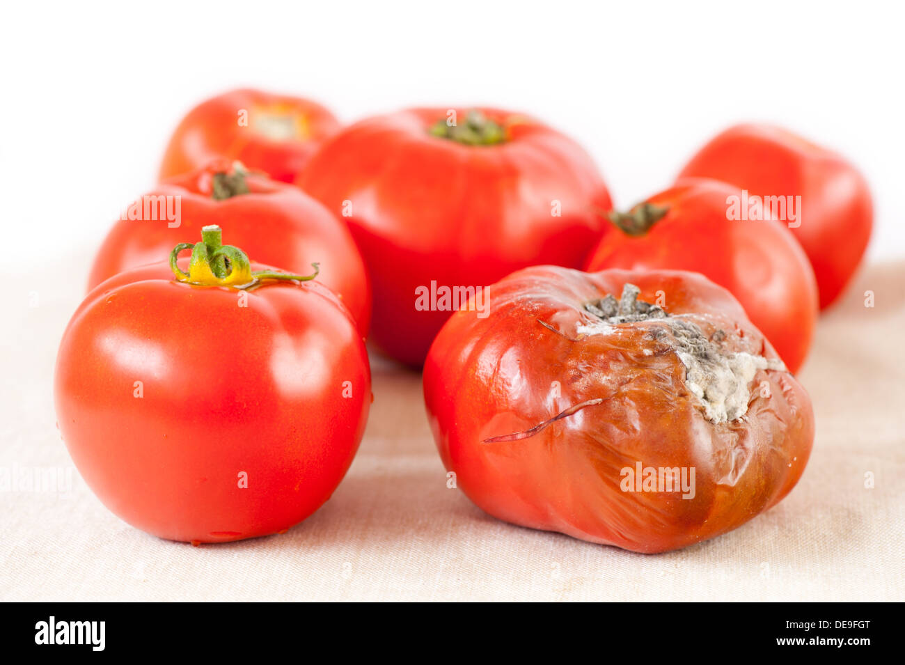 tomato with toxic mold and good fresh fruits Stock Photo