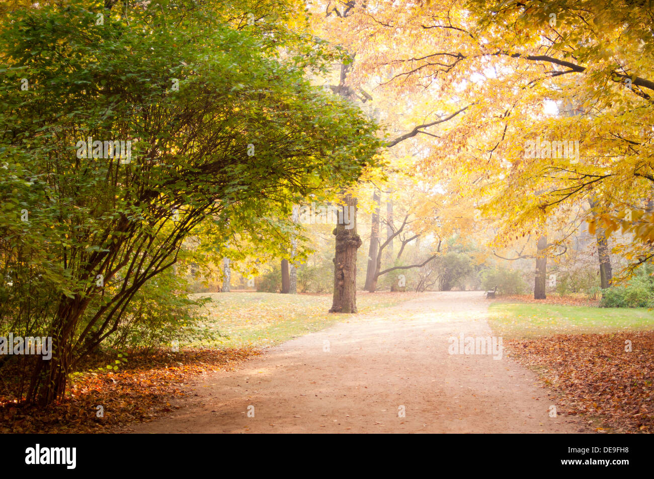 Yellow and green autumn leaves in park alley Stock Photo