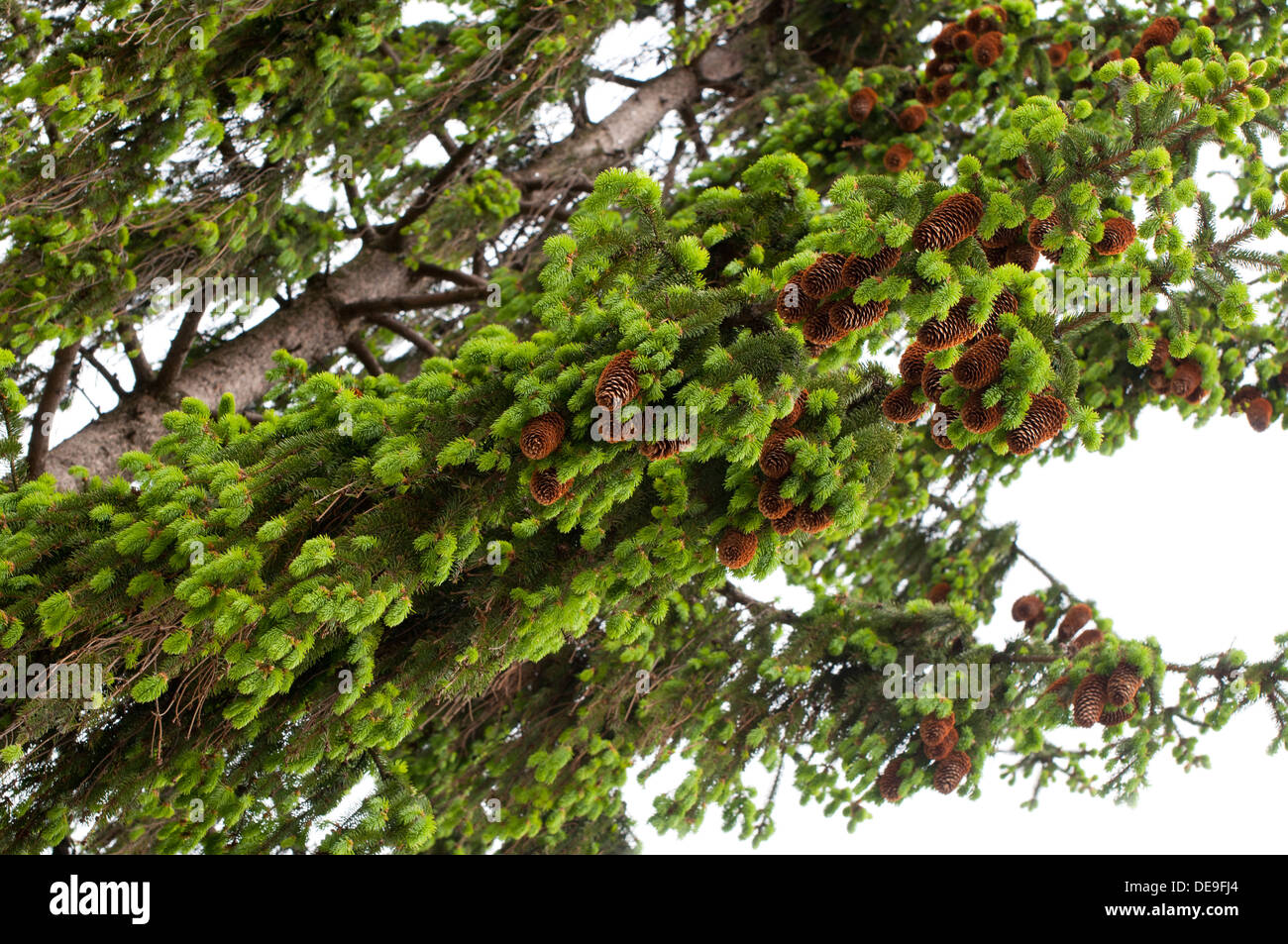 spruce fresh shoots and brown cones Stock Photo