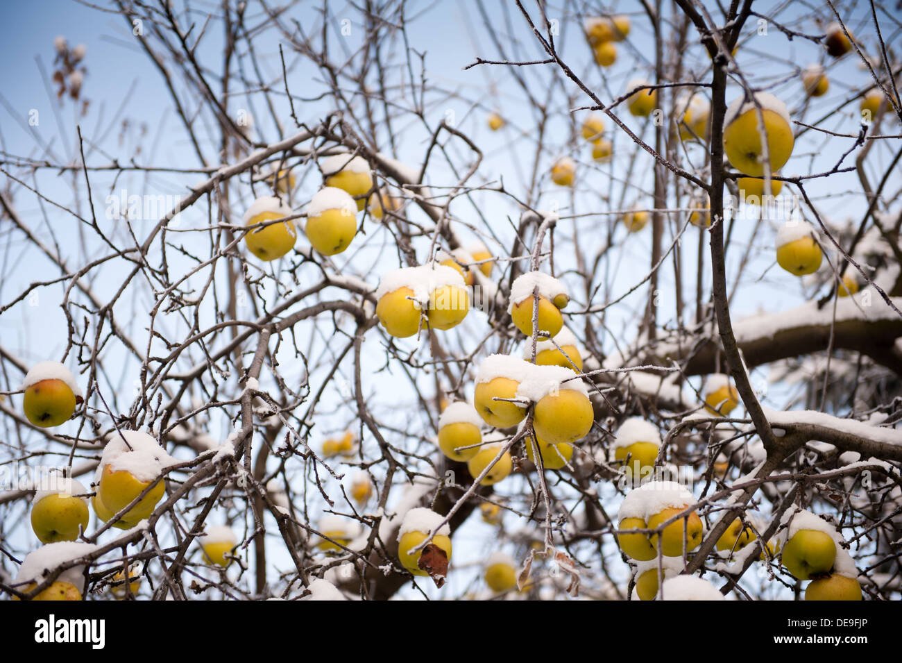 apples sag on tree in snow wintertime Stock Photo
