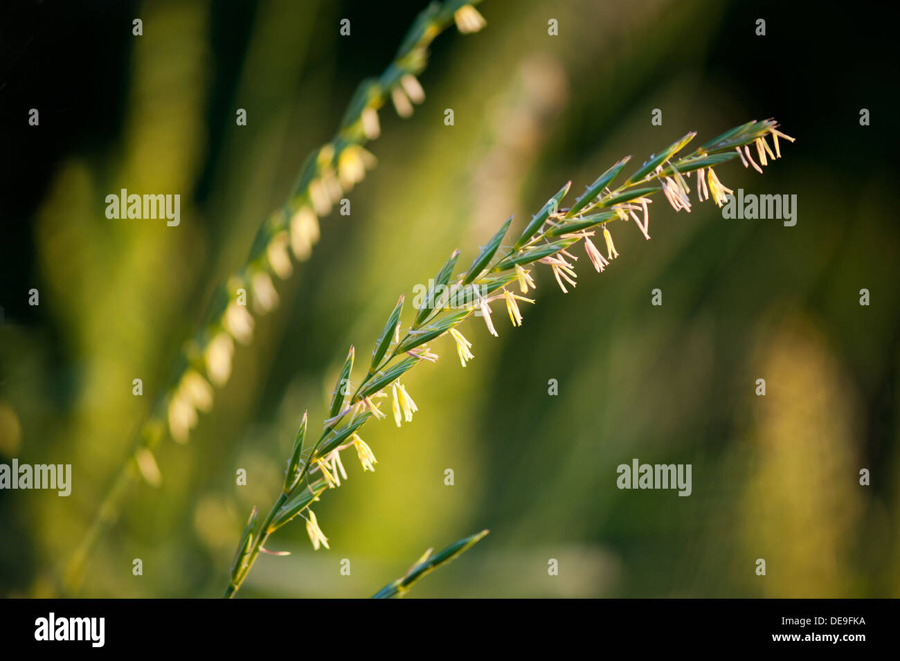 ear of grass inflorescence with pollen Stock Photo - Alamy
