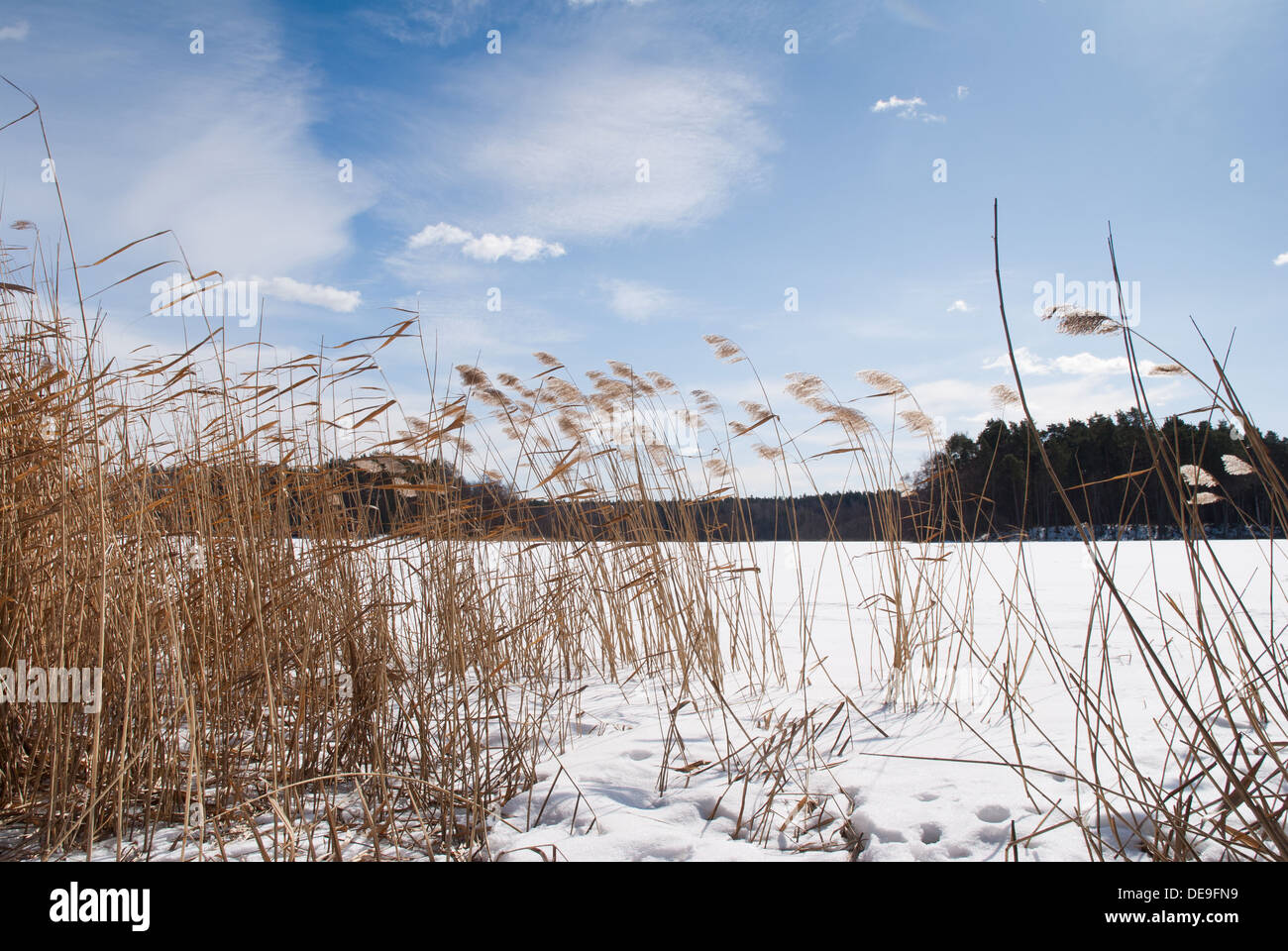 Phragmites dried reeds in snow on frozen lake Stock Photo