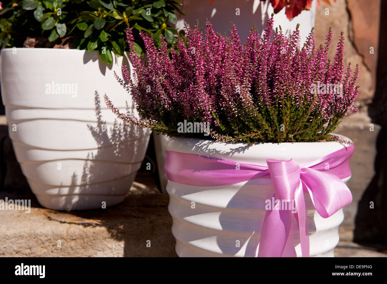 ling plant grow in white flowerpot with pink bow Stock Photo