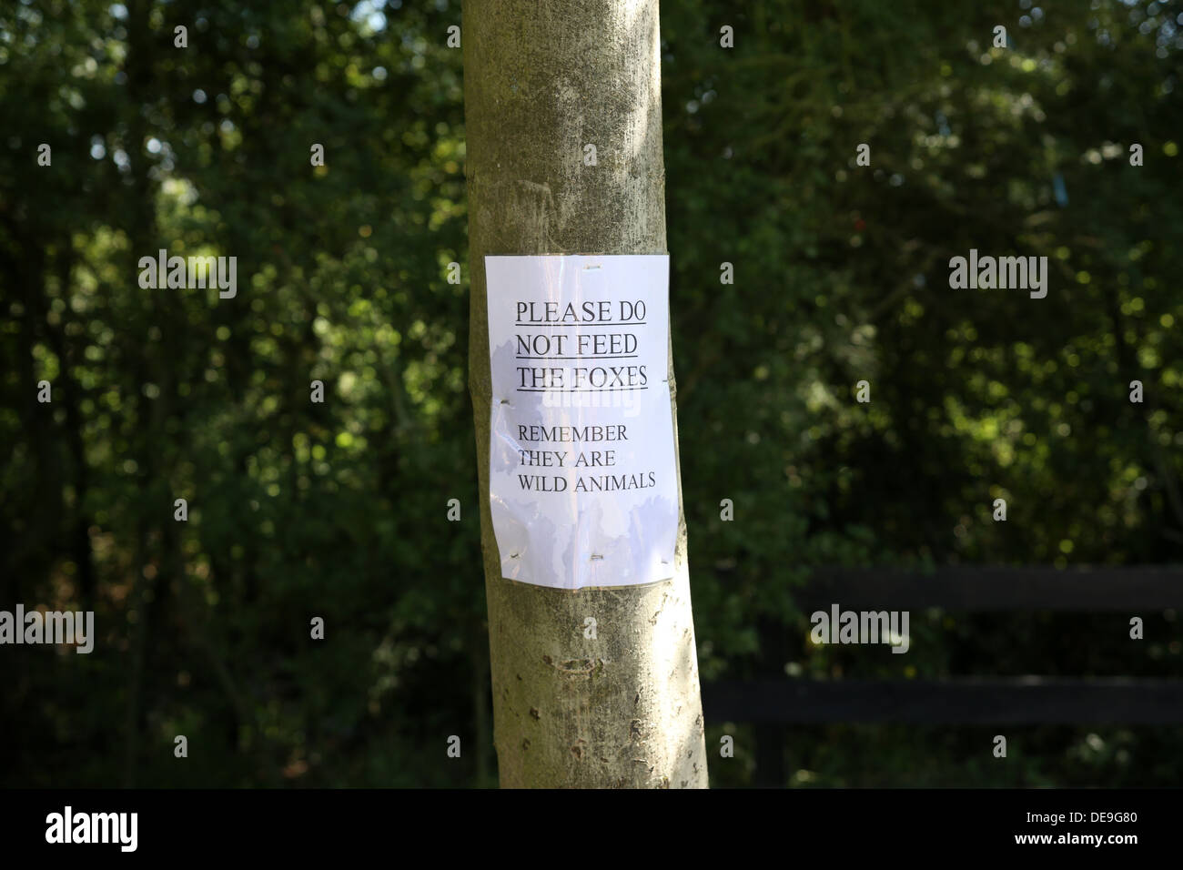 Sign in forest reading "Please Do Not Feed The Foxes Stock Photo Alamy