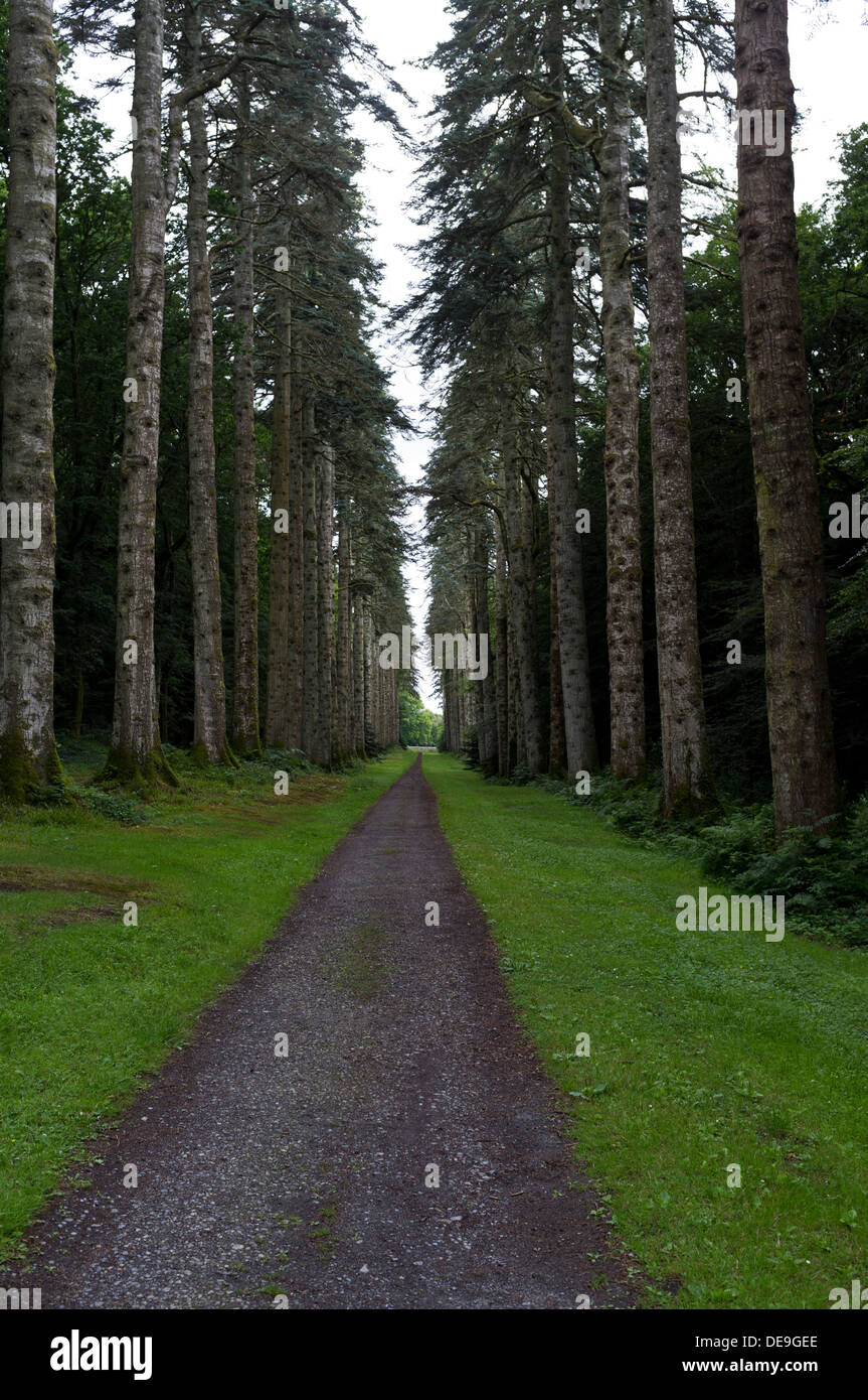 Long walk between tall trees on Woodstock estate, Inistioge, Kilkenny, Ireland Stock Photo