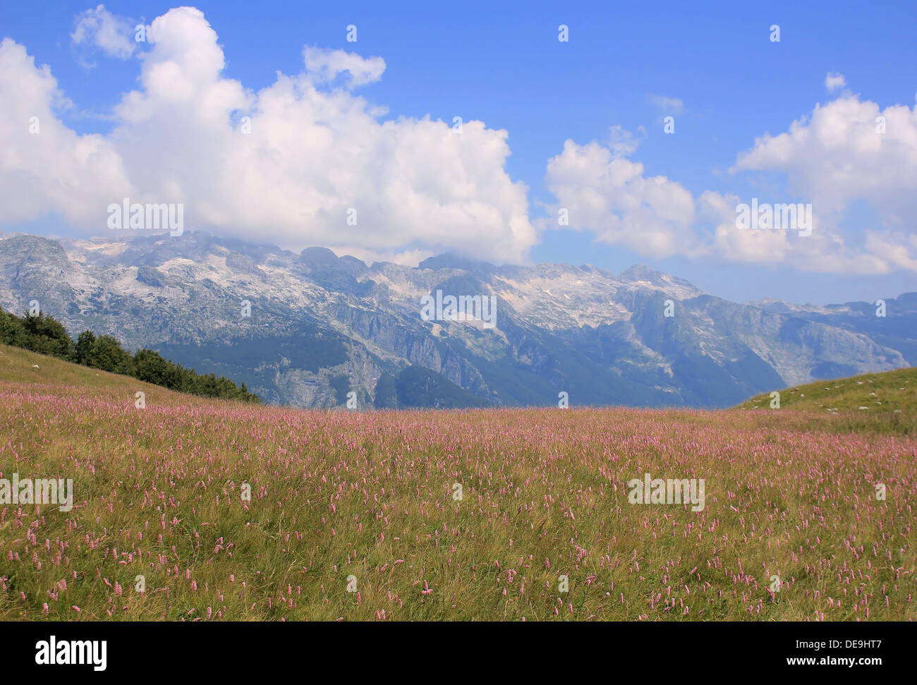 Colorful alpine meadow, Alpe Adria Trail, Julian Alps, Juliana Walking Trail, Slovenia, Central Europe Stock Photo