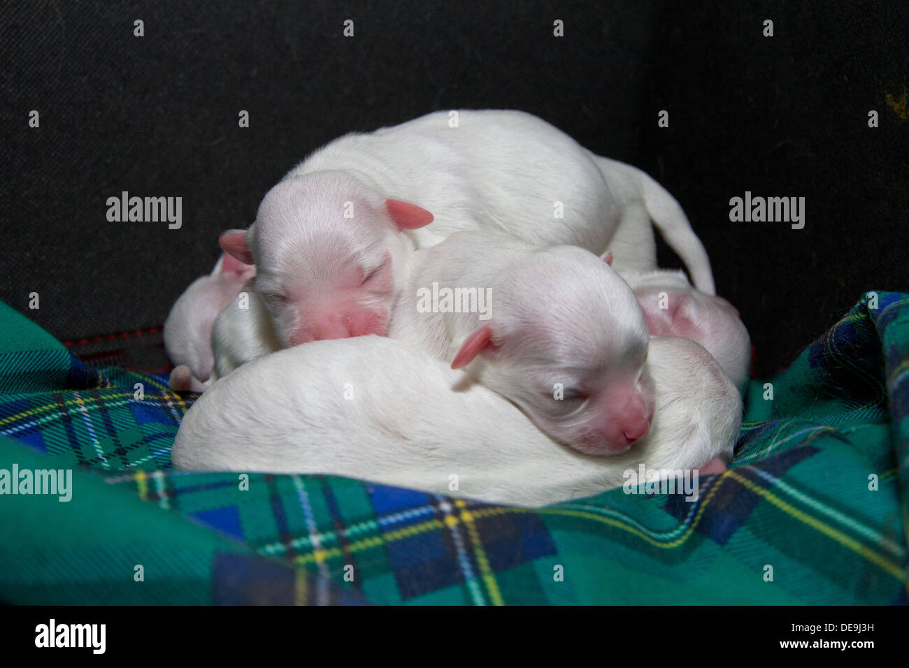 Cute lost Maltese puppy puppies, dog curled up in bed on blanket tartan Stock Photo