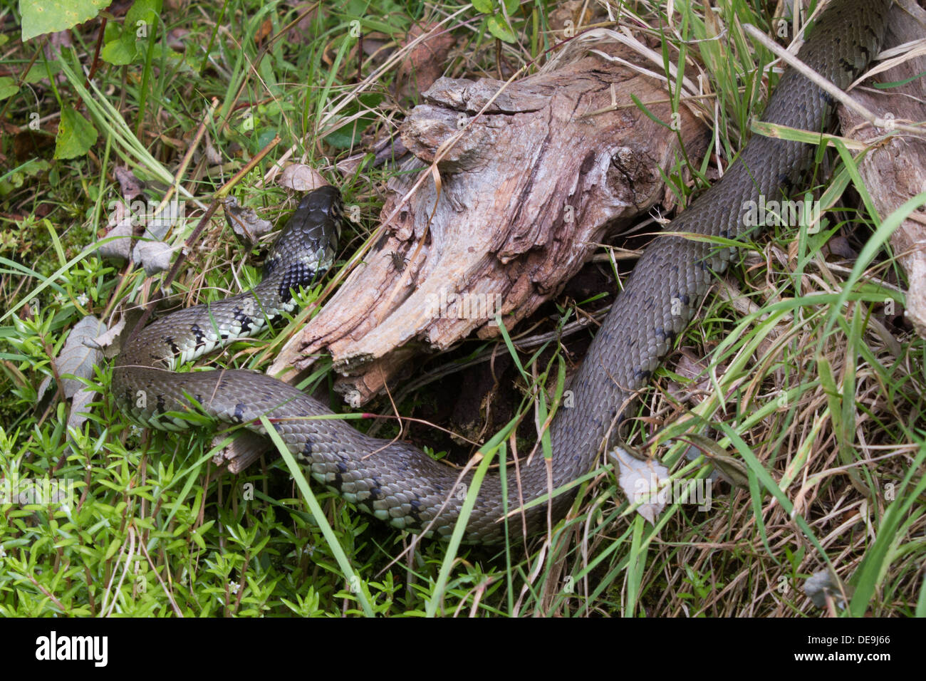 Grass Snake basking in the sun full profile Stock Photo Alamy