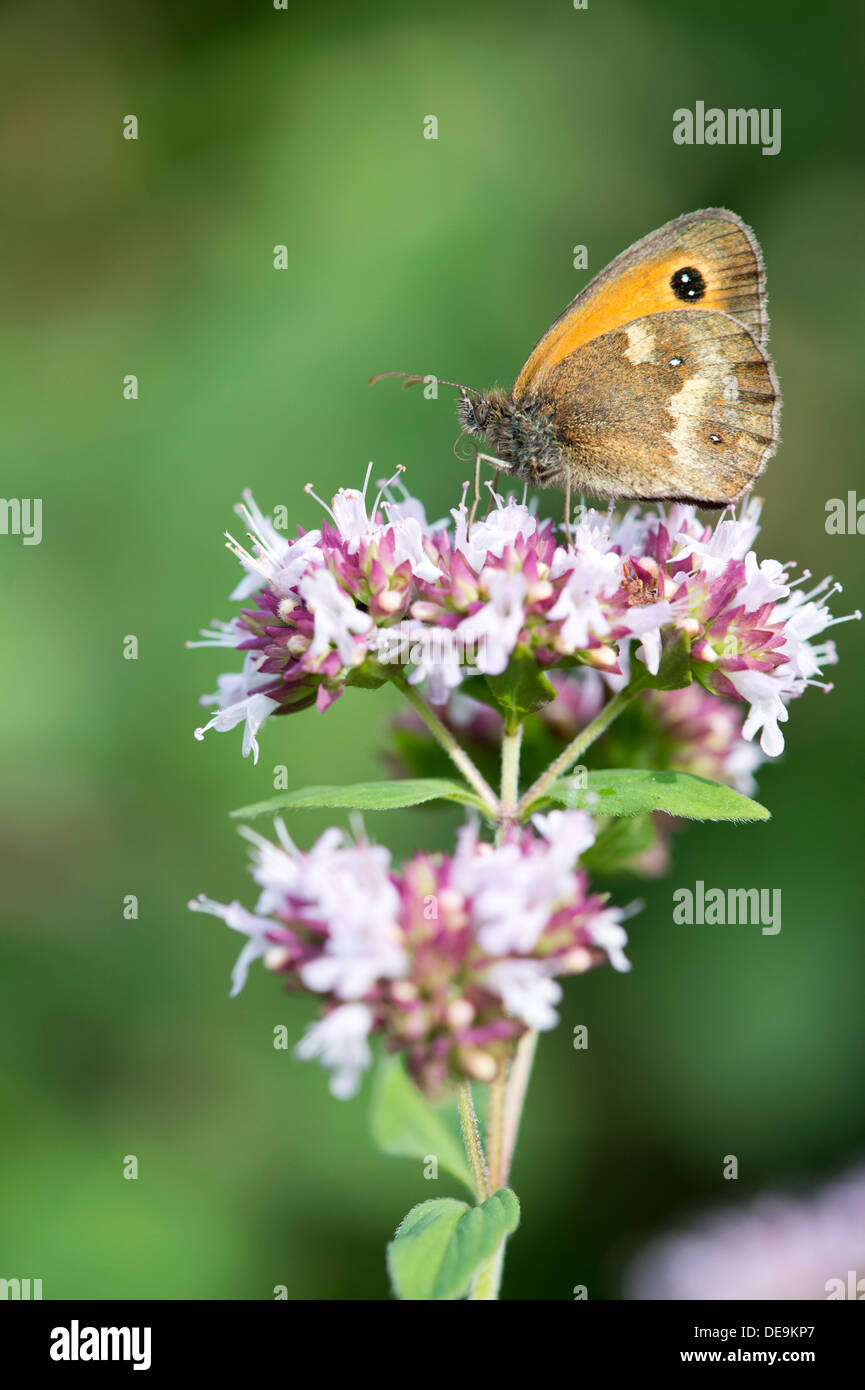 Gatekeeper butterfly (Pyronia tithonus) UK Stock Photo