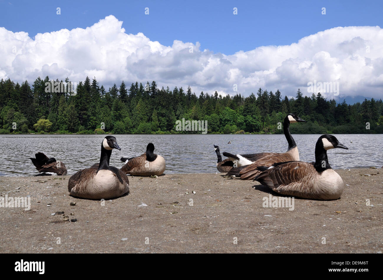 Canada Geese, Stanley Park, Vancouver, British Columbia, Canada Stock Photo
