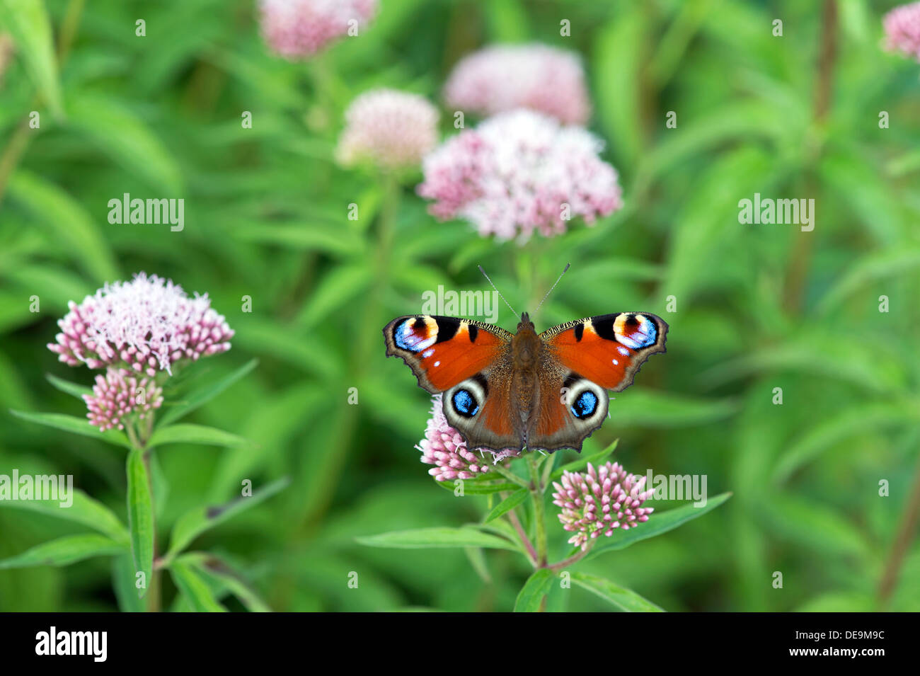 Peacock butterfly (Inachis io) UK Stock Photo
