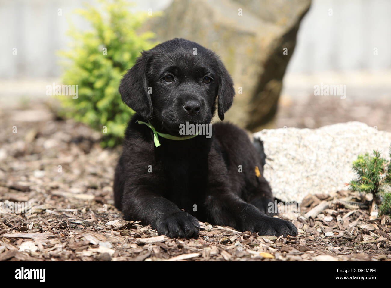 Small Black Pedigree Labrador Puppy High Resolution Stock Photography And Images Alamy