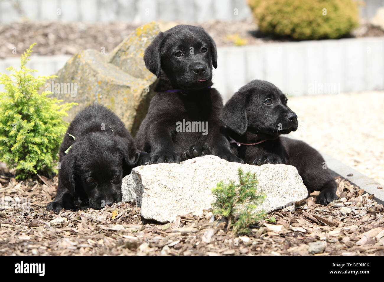 Black Labrador Retriever Puppies High Resolution Stock Photography And Images Alamy