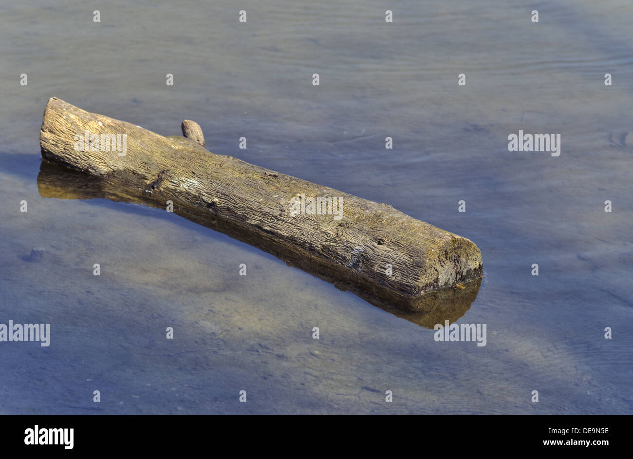 Floating log in the pond Stock Photo