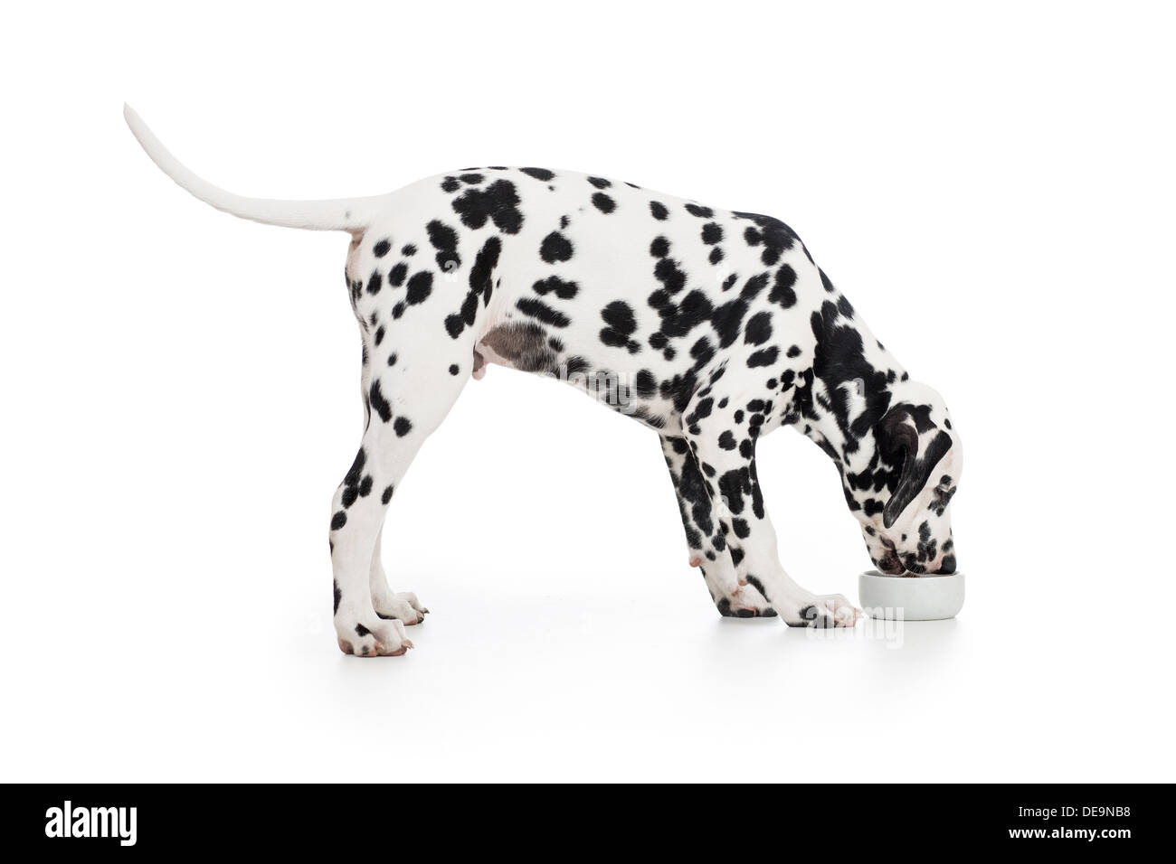Dalmatian dog side view eating from bowl isolated on white Stock Photo